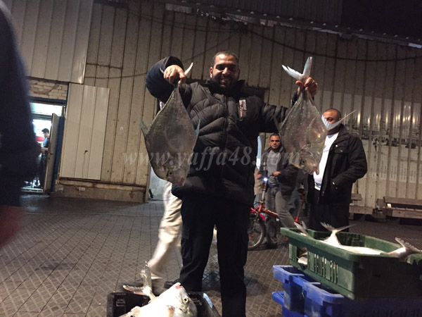  بالصور: اصطياد نحو 400 كيلو من أسماك "الجمل" النادرة على شواطئ مدينة يافا